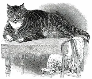 Victorian Era Animals Drucke: Large Cat, 1850. Creator: Unknown