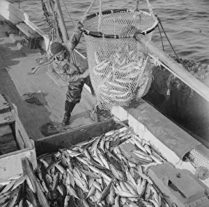 Black And White Fishing Images Drucke: Large dip net transferring mackerel from nets to the Alden deck