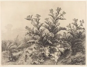 Großer Echtes Eckblume, 1843. Erfinder: Eugène Baudry