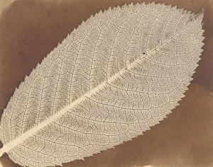 Nineteenth Century Photographer Drucke: [Leaf], ca. 1839. Creator: William Henry Fox Talbot