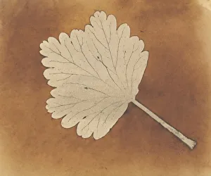 Nature Still Life Photos Drucke: [Leaf], ca. 1840. Creator: William Henry Fox Talbot