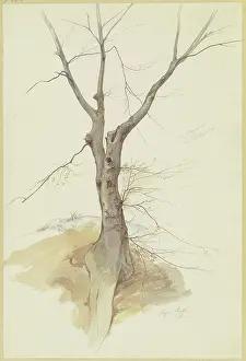 Romantic Era Pencil Drawing Drucke: Leafless tree, 1846. Creator: Stephan Rauh