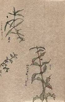 Japanese Botanical Illustrations Drucke: Three leafy plant stems. Creator: Unknown