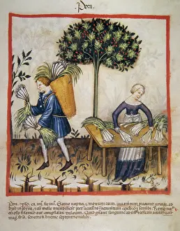 Agricultural Labourer Drucke: Leeks, 14th century. Creator: Unknown