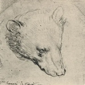Zeichnungen Drucke: Kopf eines Bären, um 1480 (1945). Künstler:Leonardo v. Da Vincio