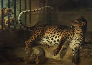 French Heritage Art Pieces Drucke: Leopard in a Cage confronted by two Mastiffs, 1739. Creator: Jean-Baptiste Oudry