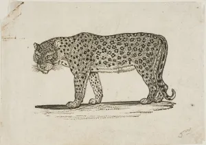 Thomas Bewick Art Drucke: Leopard, n. d. Creator: Thomas Bewick