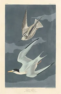 American Seabirds Drucke: Lesser Tern, 1836. Creator: Robert Havell