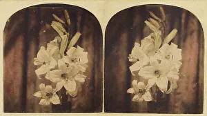 Botanical Still Life Photography Drucke: Lilies, about 1865. Creator: Unknown