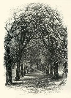 Cassell Petter Galpin Engravings Drucke: The Lime Walk, Trinity, c1870