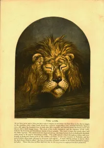 Lion Illustration Drucke: The Lion Creator: C Sheeres