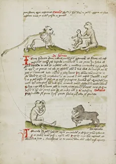 Medieval Religious Manuscripts Drucke: A Lion with a Monkey and his Young: A Monkey: A Bear Eating a
