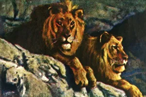 Löwen, um 1928. Künstler: Unbekannt