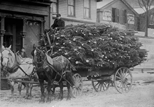 Laste von Weihnachtsbäumen, New York zwischen 1908 und 1914. Ersteller: Bain News Service