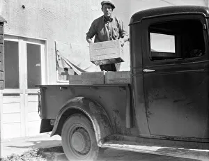 Dorothea Lange Photographer Drucke: Loading milk at the self-help cooperative dairy