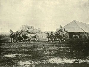 Federated Australia Images Drucke: Loading Wool, Warrawooh Station, Wimmera, 1901. Creator: Unknown