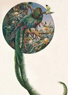 Green Colour Palette Artwork Drucke: Long-tailed Trogons, c1910, (1911). Artist: Louis Fairfax Muckley