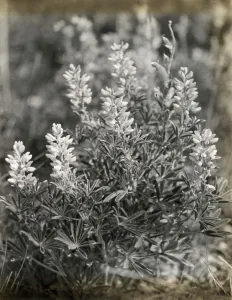 Lupin, zwischen 1915 und 1935. Ersteller: Frances Benjamin Johnston