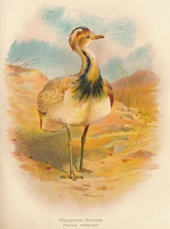 British Game Birds Drucke: Macqueens Bustard (Houbara macqueeni), 1900, (1900). Artist: Charles Whymper