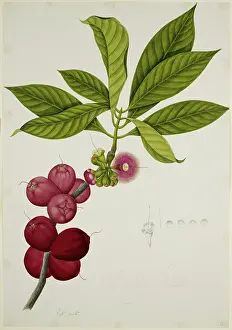Exotic Tropical Fruits Drucke: Malay Apple, 1824. Creator: Unknown
