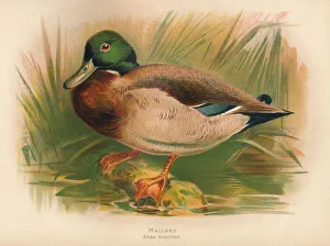 Mallart (Anas boschas), 1900, Mallart. Künstler: Charles Whymper