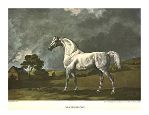 Mambrino, um 1779, ca. 1955; Ersteller unbekannt