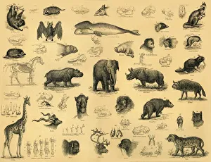 Monochromes Kunstwerk Drucke: Säugetiere, 1910 (Kreier unbekannt)