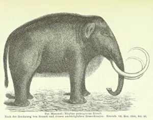 Nineteenth Century Concept Art Drucke: The Mammoth, 1885. Creator: Unknown