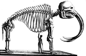 Black And White Lithograph Art Drucke: Mammoth skeleton, 1823