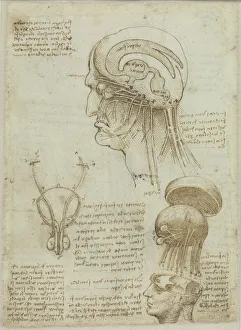 Ein Manuskriptblatt mit anatomicen Zeichnungen und Notizen, 1506-1508. Schöpfer: Leonardo da Vinci