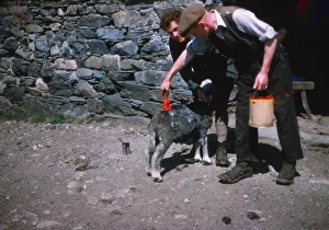 Das Marken von Schafen nach dem Shear mit Wollseife (Lanolin-Dye), Seenland 1960. Künstlerin: C.M.Dixon