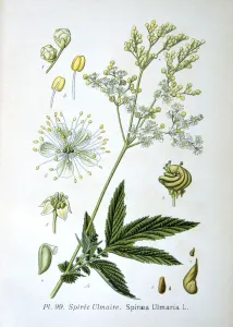Botanical Illustration Drucke: Meadowsweet, 1893