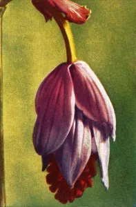 Cigarette Card Album Collection Drucke: Medinilla, c1928. Creator: Unknown