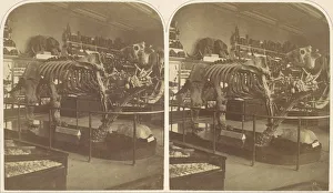 Das Megatherium im Britischen Museum aus den 1850er Jahren von Roger Fenton