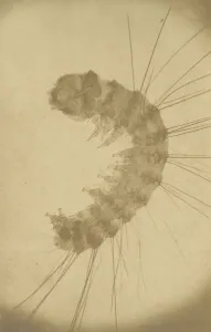 Mikroskopische Ansicht einer Insekte, um 1853; Künstler: Alois Auer