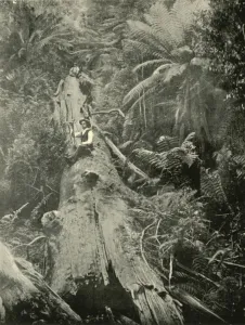 Tree Ferns Australia Drucke: How Are The Mighty Fallen, 1901. Creator: Unknown