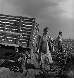 Agricultural Laborers Drucke: Migratory cotton pickers have stopped working because it started to rain