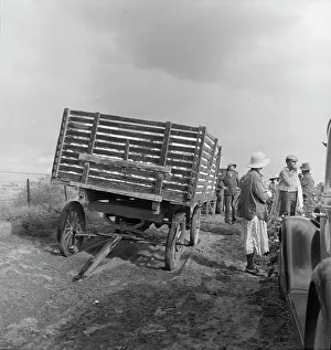 Vintage Farming Equipment Images Drucke: Migratory cotton pickers have stopped working because it started to rain