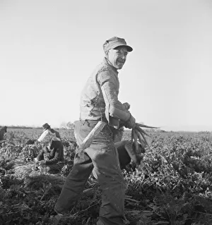 Ein Wanderarbeiter für die Migrationsfeldarbeit zieht Karotten in der Kaiserin-Kolonie (Imperial Valley), Kalifornien, 1939. Ersteller: Dorothea Lange