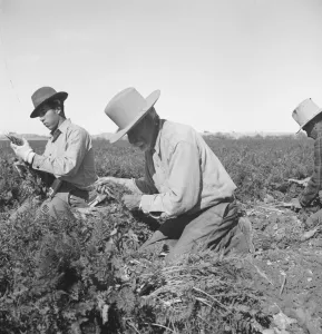Ein Migrationsfeldarbeiter zieht Karotten in der Kaiserin-Valley-Kalifornien - Kalifornien 1939. Ersteller : Dorothea Lange