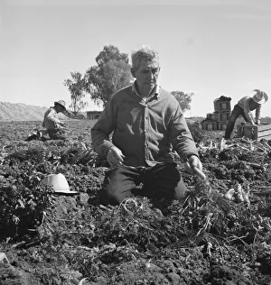 Ein Wanderarbeiter im Migrationsfeld zieht Karotten in der Kaiserin-Kolonie (Imperial Valley), Kalifornien, 1939. Ersteller: Dorothea Lange