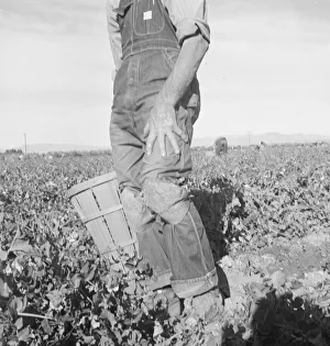Ein Wanderarbeiter im Migrationsfeld zieht Karotten in der Kaiserin-Valley-Kalifornien - 1939. Schöpfer :Dorothea Lange