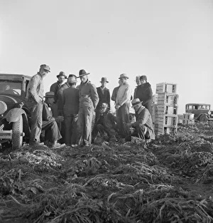 Zugewanderte Feldarbeiter um 5 Uhr morgens im Karottenfeld warten auf einen Platz zum Arbeiten, 1939; Künstlerin: Dorothea Lange
