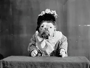 Black And White Animal Portraits Drucke: The Missis, c1905. Creator: Unknown