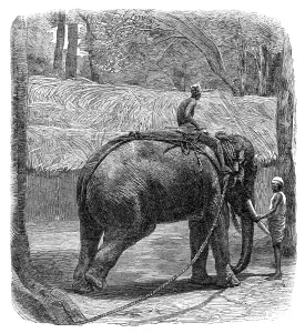 Methode der Gefangennahme wilder Elefanten in Ceylon: Prüfung des Seils, 1864. Künstler: Unbekannt.