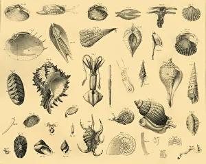 Invertebrate Animals Drucke: Mollusca, c1910. Creator: Unknown
