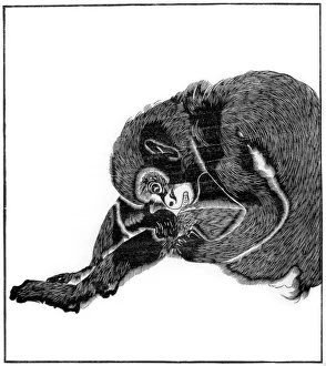 Affe, 1766 (1886)
