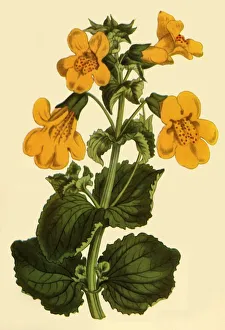 Affenblume, 1812, (1944). Schöpfer: Unbekannt.
