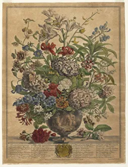 Zwölf Monate Blumen : Juli 1730. Ersteller: Henry Fletcher (Britisch, aktiv 1715-38)