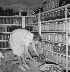Food Preservation Techniques Drucke: Mrs. Botner arranging her storage cellar